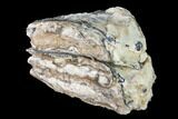 Partial Mammoth Molar - South Carolina #133649-1